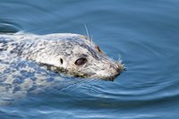 Gewone zeehond